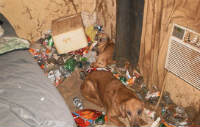 Boy taken from parents after filthy home and 'deplorable' conditions found (Image 1)_52103