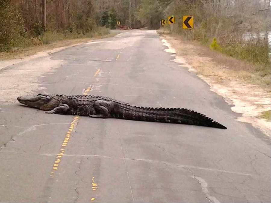 12-foot alligator blocks traffic in Brunswick County (Image 1)_54191