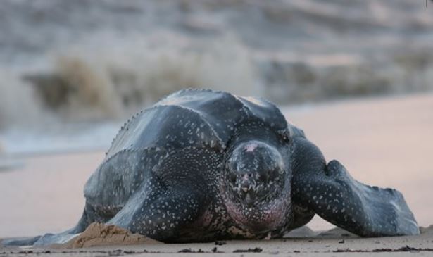 Rare leatherback sea turtle rescued in Georgetown County (Image 1)_54334