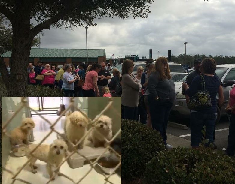 Restraining order stops adoption of 146 dogs seized in Conway puppy mill (Image 1)_54368