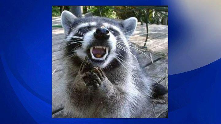 Raccoon exposes 2 people to rabies in Pee Dee area (Image 1)_54461