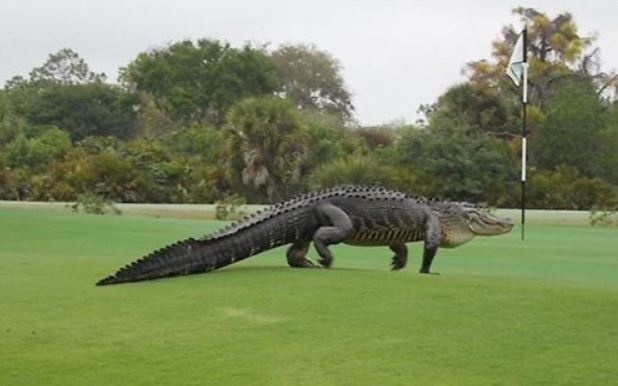 Huge alligator walks the greens of Florida golf club (Image 1)_54562