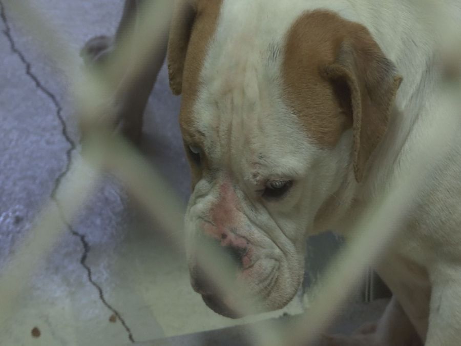 News 13 Investigates recent dog mistreatment cases in Horry County (Image 1)_54659