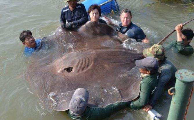 800-pound stingray found in freshwater, possible world record (Image 1)_54635