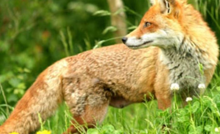 Rabid fox jumps fence, bites 8-year-old boy at NC school (Image 1)_55155