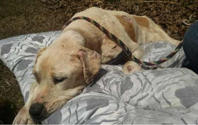 SC dog left tied-up in woods, reward offered for info (Image 1)_55191