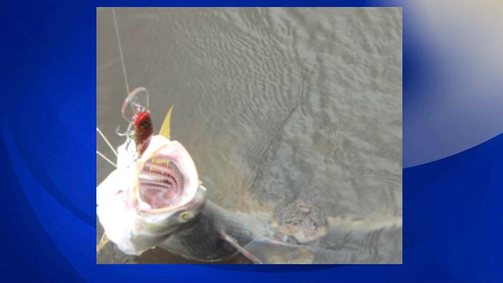 Fisherman reels in catch -- which was also caught by something scary (Image 1)_55351