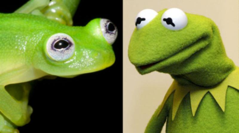 Newly discovered frog looks a lot like Kermit (Image 1)_56628