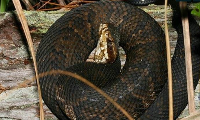 Florida teen bitten on face by water moccasin he kept on bed (Image 1)_56816