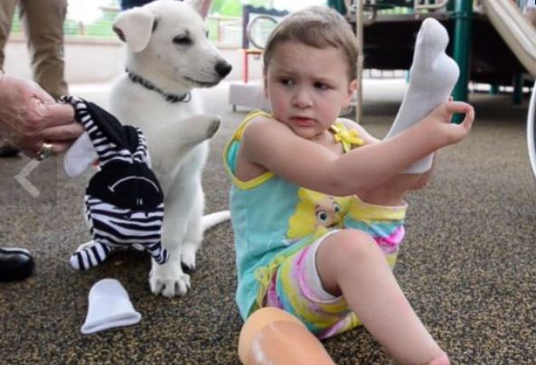 Toddler born without feet gets puppy without a paw (Image 1)_56805