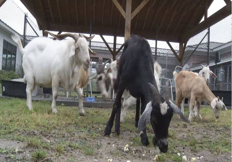 Stray herd of goats in Savannah caught with Cheetos (Image 1)_57263