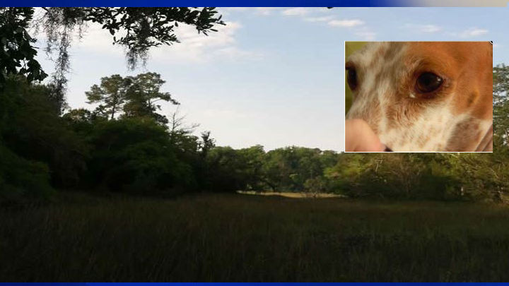 Man walks through SC marsh to save dog impaled on tree limb (Image 1)_57529