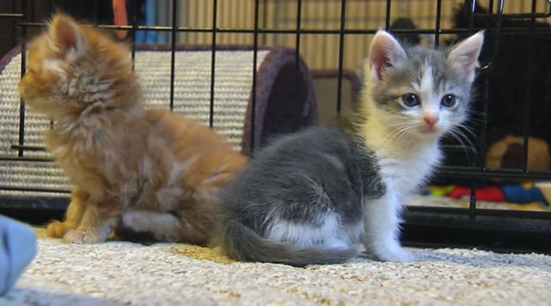 6 kittens rescued by electricians from inside home’s wall (Image 1)_57665