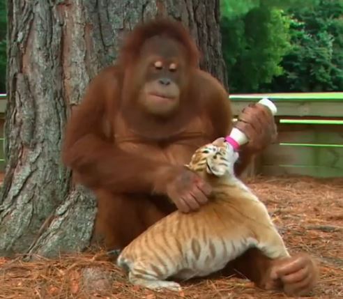 Adorable video shows local orangutan raising tiger cubs (Image 1)_58254