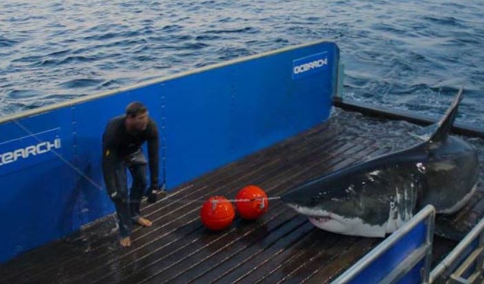 Great white shark 'Mary Lee' becomes Twitter star (Image 1)_58556