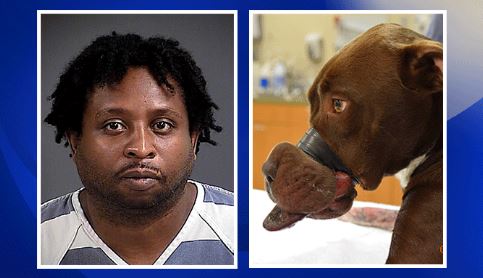 Arrest made in Charleston animal cruelty case (Image 1)_59465