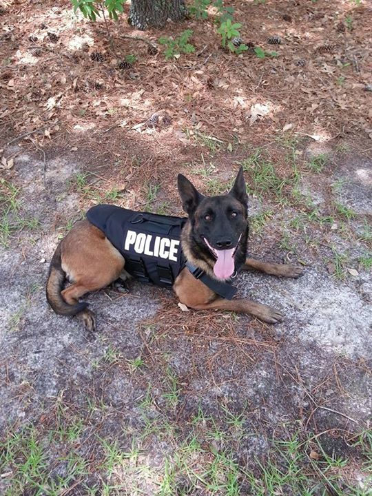 Lumberton K-9 officer receives vest thanks to Groupon donations (Image 1)_59627