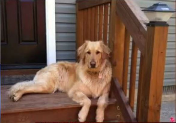 Petco admits fault for dog's death after store grooming (Image 1)_59672