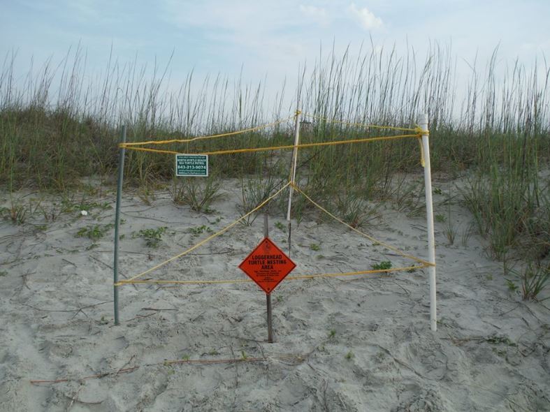 Safely share the surf with sea turtles during nesting season (Image 1)_60411