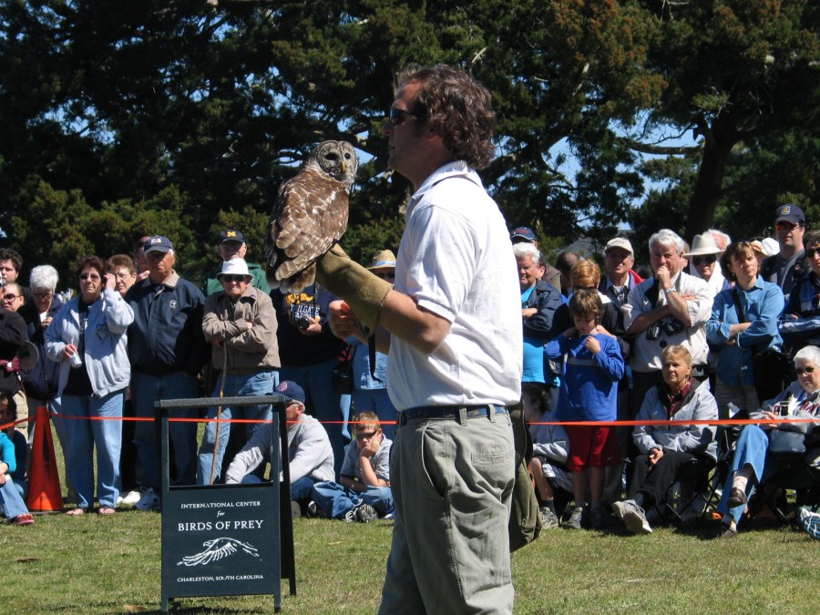 wildlife and history day owl_203878