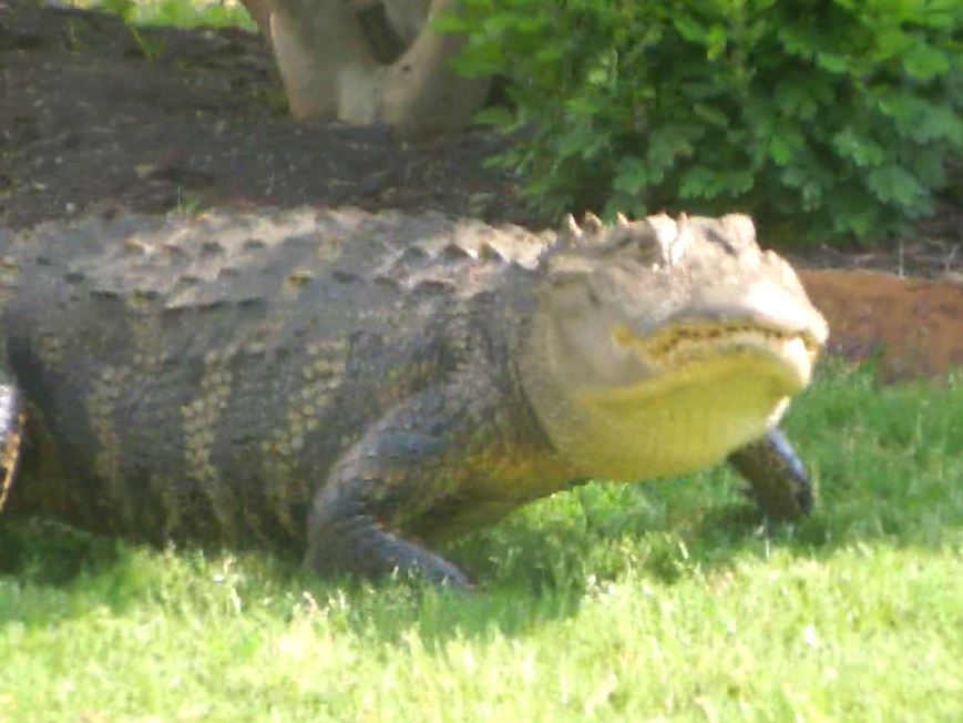 VIDEO_ Big old gator shocks folks in Grand Strand neighborhood (Image 1)_57743