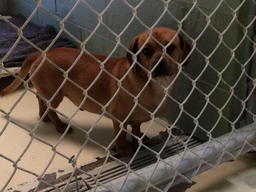 Horry County Animal Center works to get rescued dogs ready for adoption (Image 1)_55580