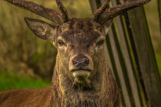 deer_284763