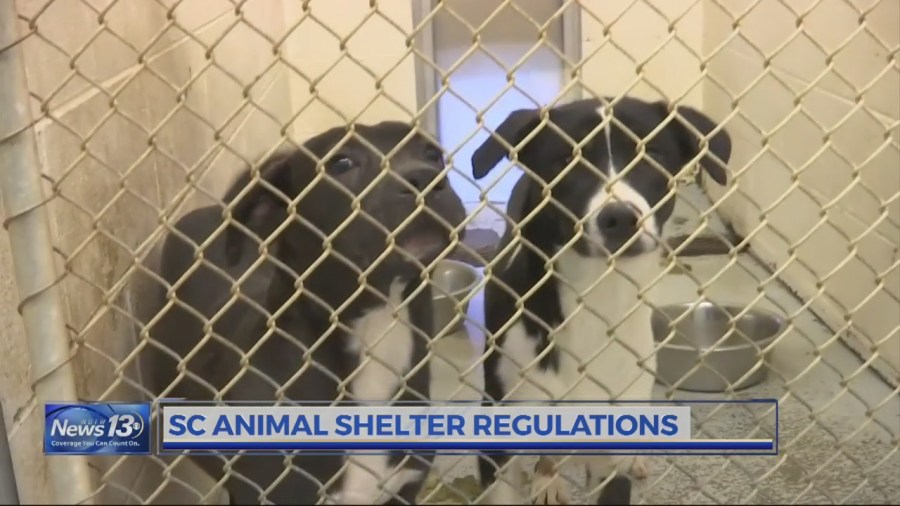 SC lawmaker to introduce bill to regulate animal shelters