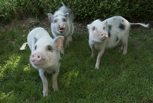 THREE LITTLE PIGS ZOO_320818