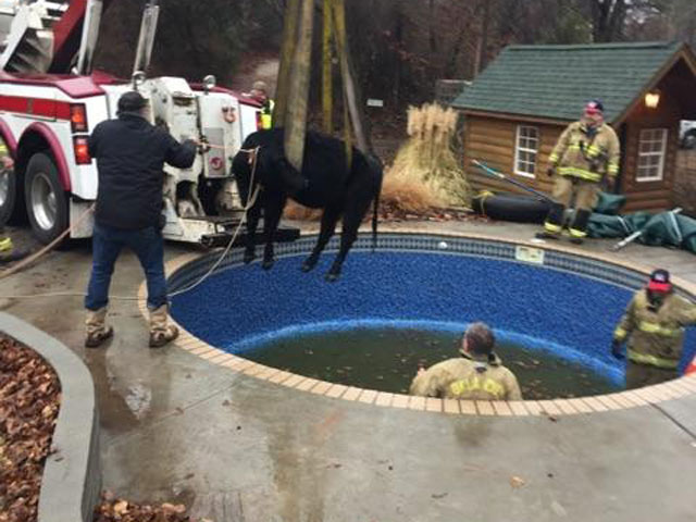 Cow rescued from pool_332952