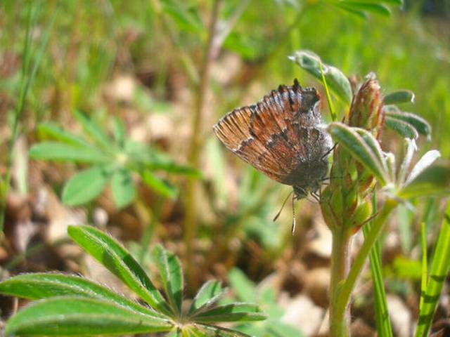 Air_Base_Butterflies_49881_434780