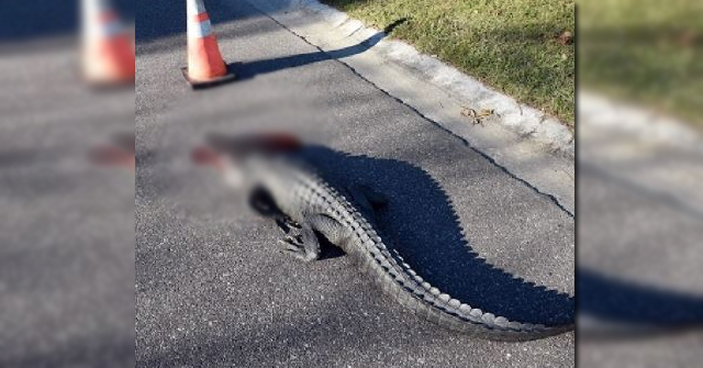 SC-gator_506758