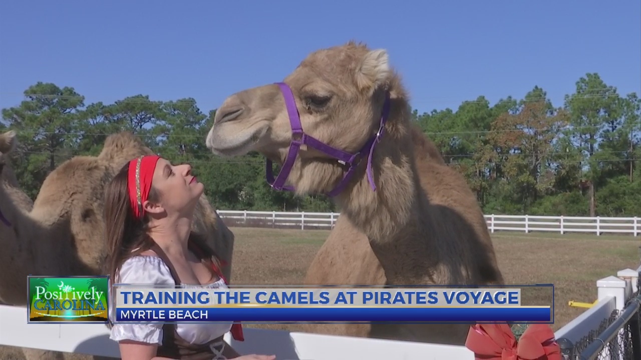 Pirate Camels2_528969