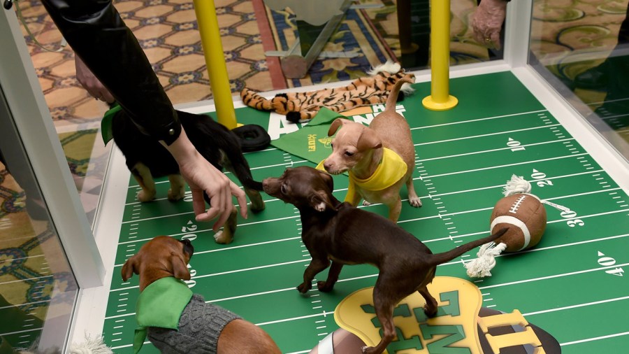 puppy-bowl_1517262538745.jpg