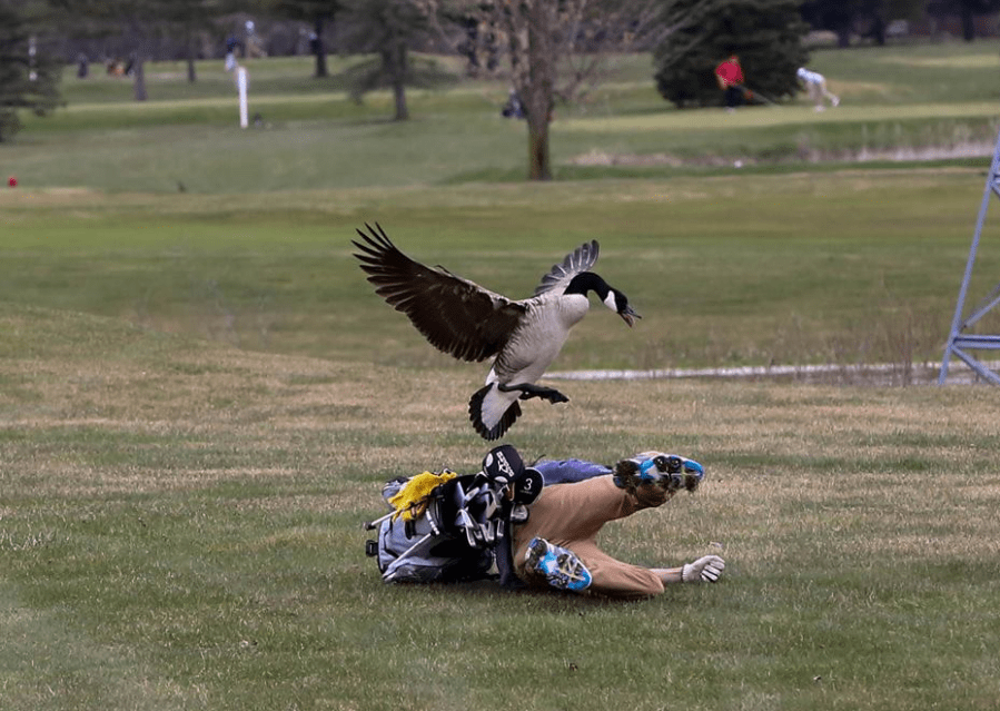 geese attack goose-846653543