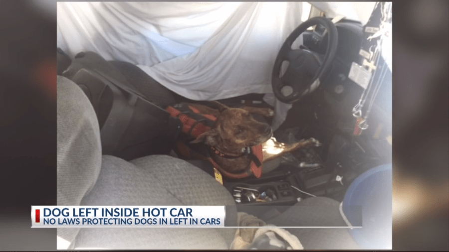 hot car dog_1525537838552.PNG.jpg