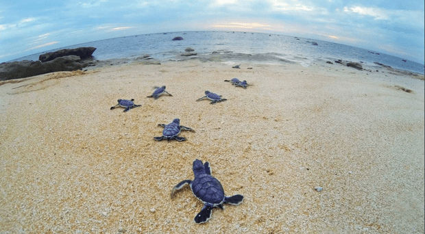 SEA-TURTLES_547545