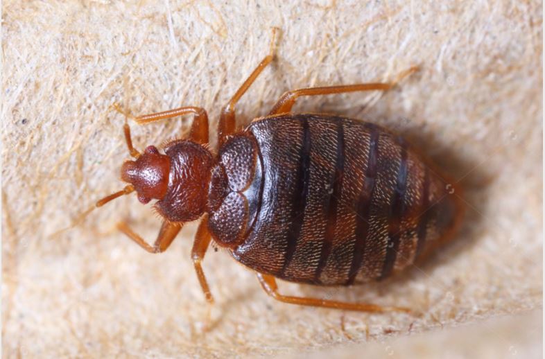 bed bugs_135556