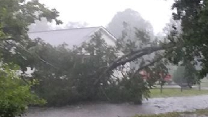 Tree on power lines in Lumbeton on East 8th Street_1536968440794.jpg.jpg