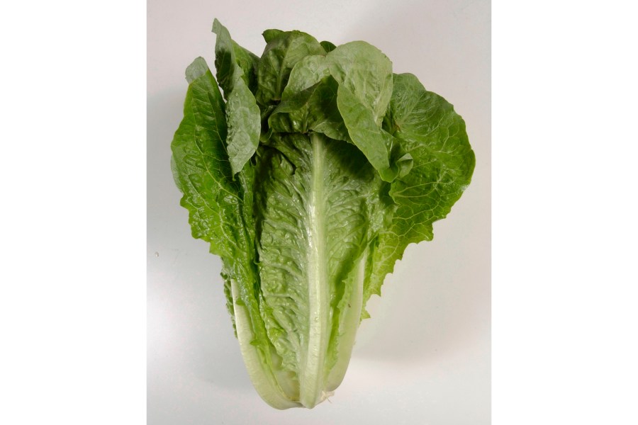 Lettuce_Outbreak_16426-159532.jpg50152903