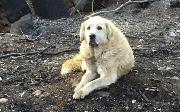 California Wildfire Dogs Long Wait_1544397053478