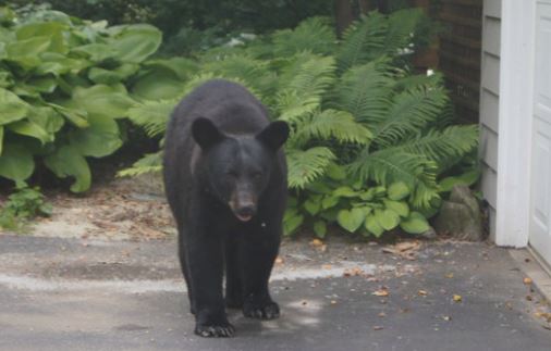 Black Bear_85159