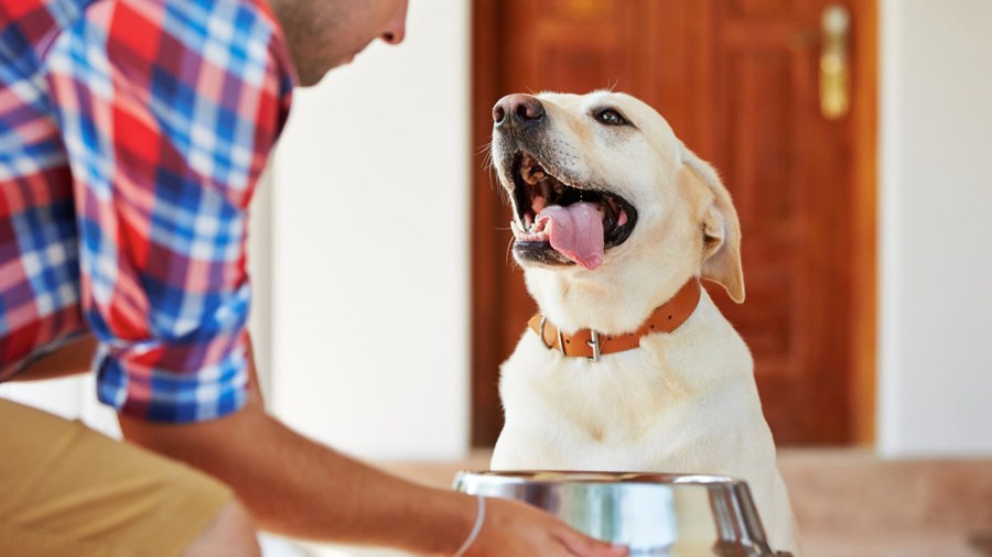 dog-food-mealtime-pets_1532375129453_388562_ver1_20180724055401-159532