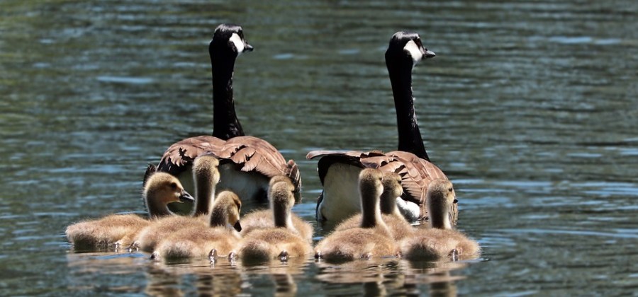 geese_1553113281132.jpg