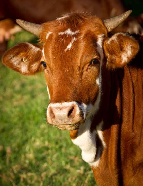 stock cow photo_1553294780844.jpeg.jpg