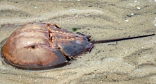 HorseshoeCrab_1554653528050.jpg