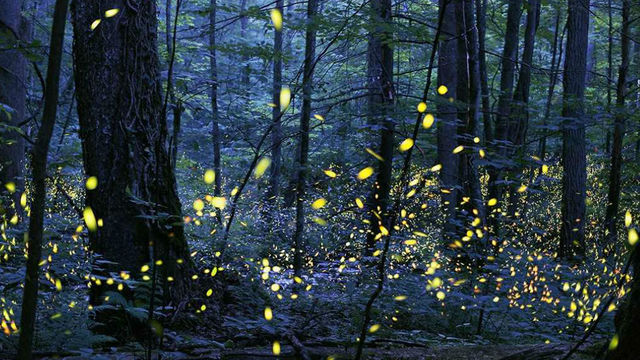 fireflies generic