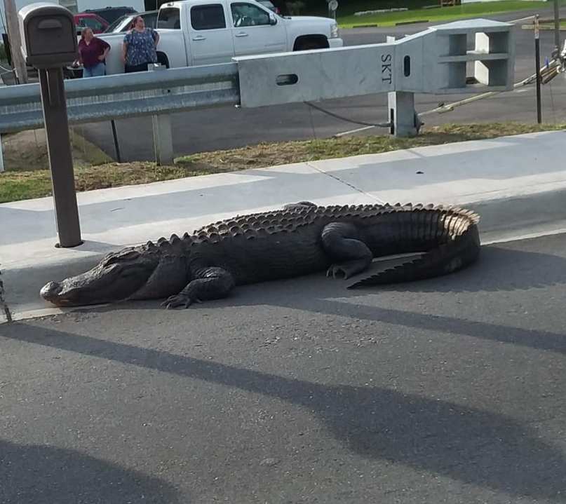 gator_1_1557106230827.jpg